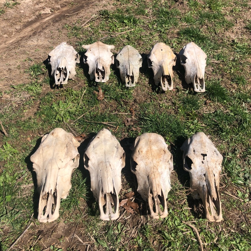Cow Steer Skull